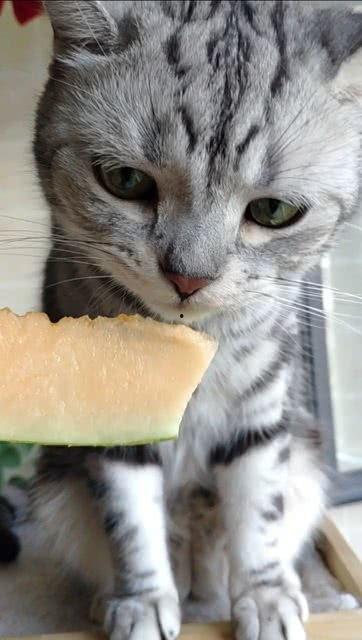 猫咪吃瓜1-40集免费,40集轻松搞笑,揭秘喵星人的欢乐日常 第2张 猫咪吃瓜1-40集免费,40集轻松搞笑,揭秘喵星人的欢乐日常 第2张